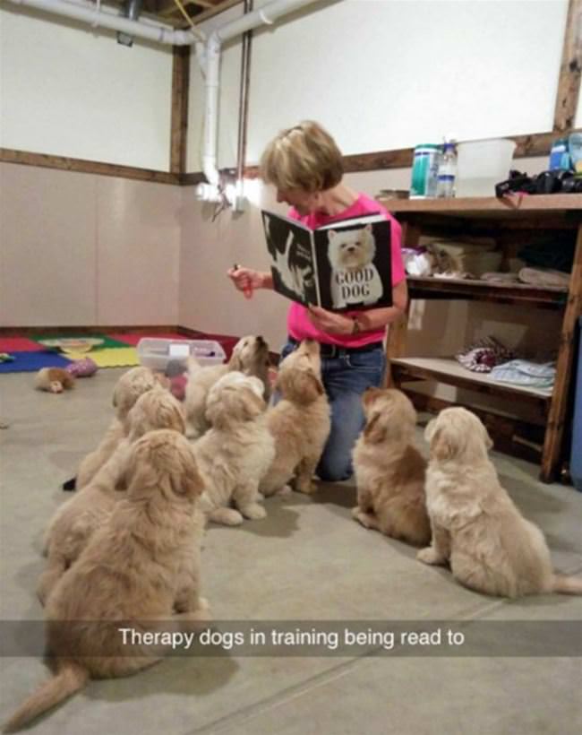 Therapy Dogs Being Trained