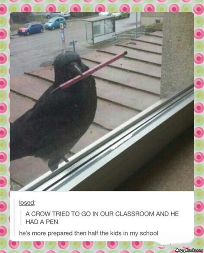 This Crow