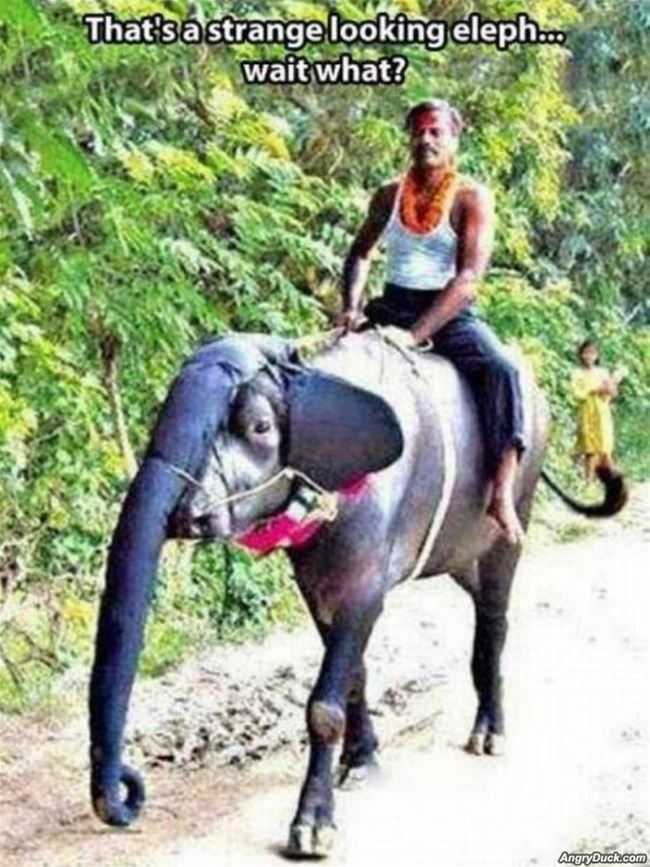 This Elephant