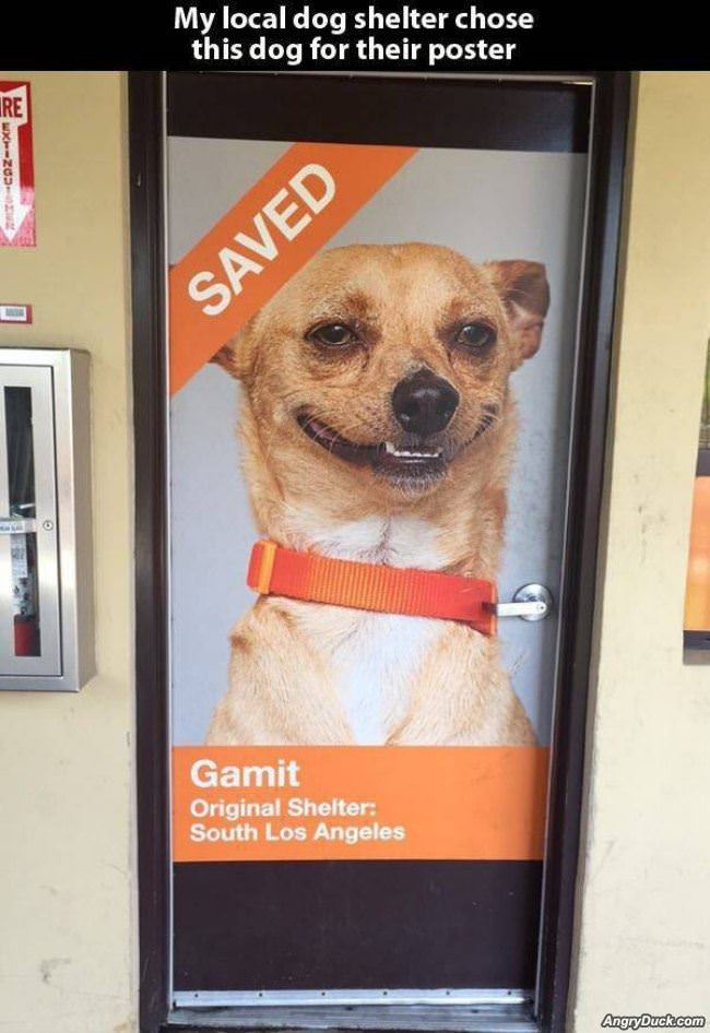 Local Shelter Poster