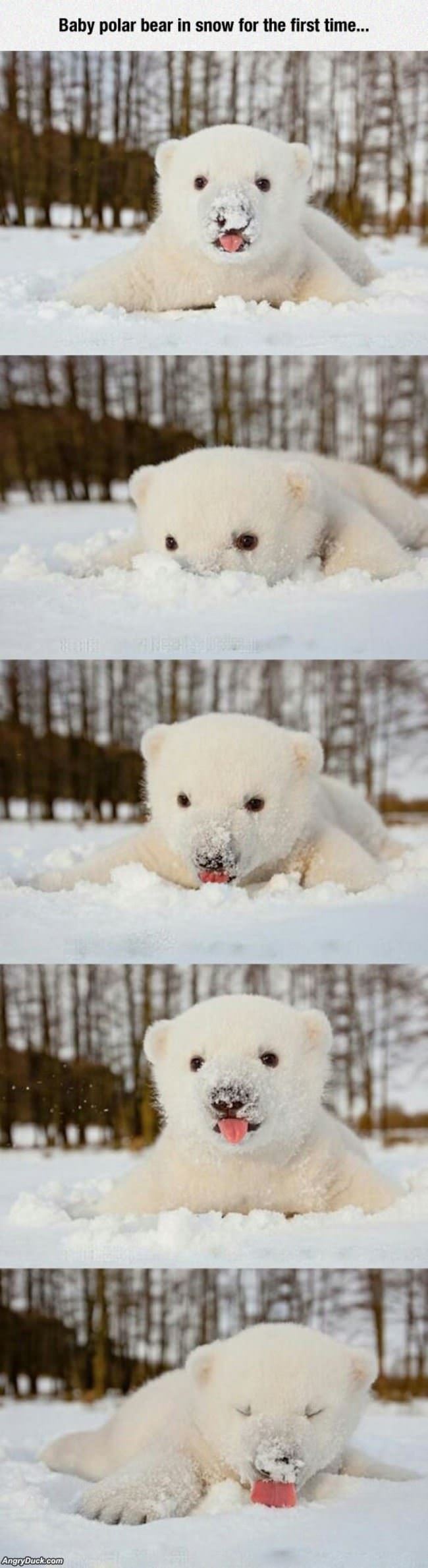 Baby Polar Bear In The Snow