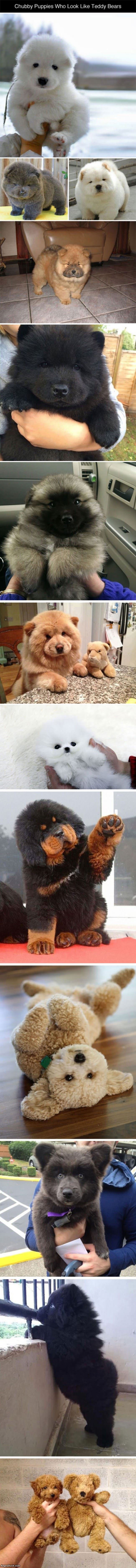 Teddy Bear Dogs