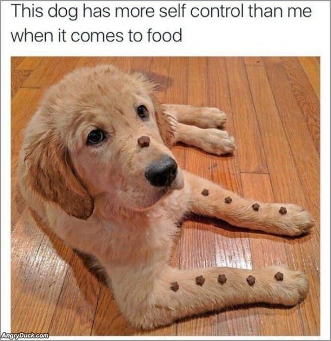 This Dogs Self Control