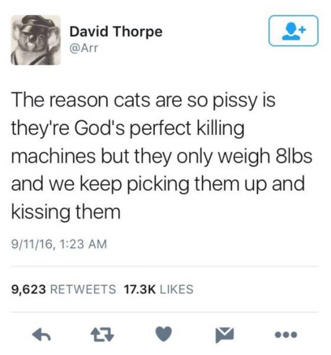 Why Cats Are So Pissy