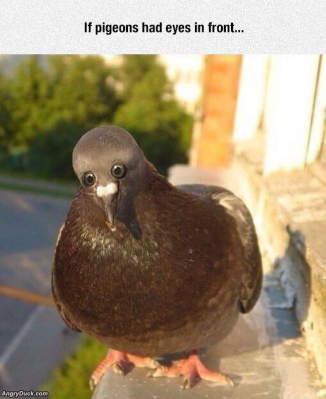 If Pigeons Had Eyes In Front