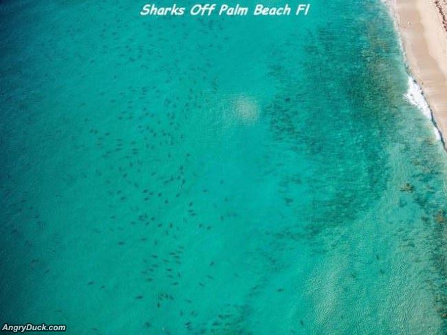 Sharks Of Palm Beach Florida