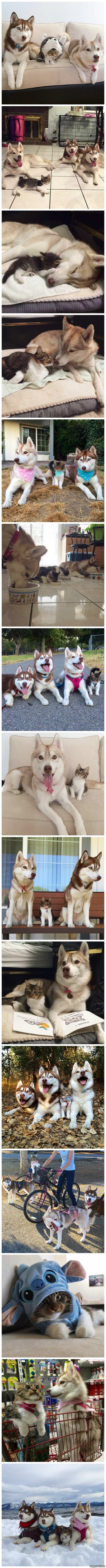 Huskies Adopt A Kitten