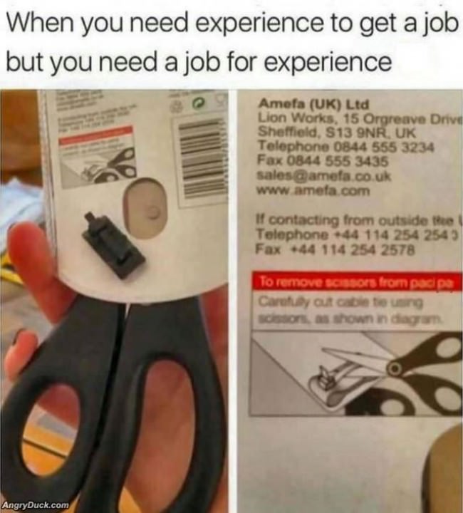 Job Experience