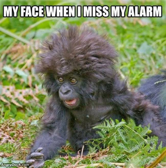 My Face When I Miss My Alarm