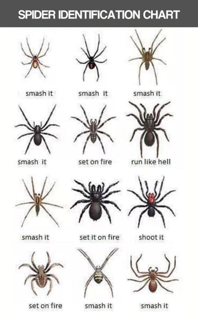 spider-chart