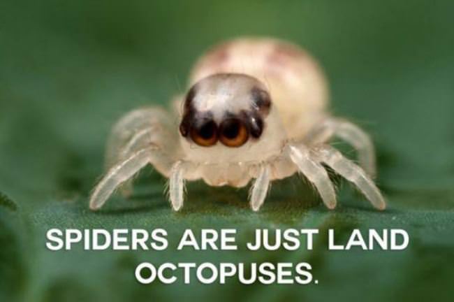 What Are Spiders Really