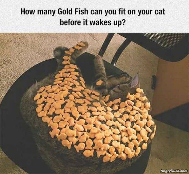 How Many Goldfish