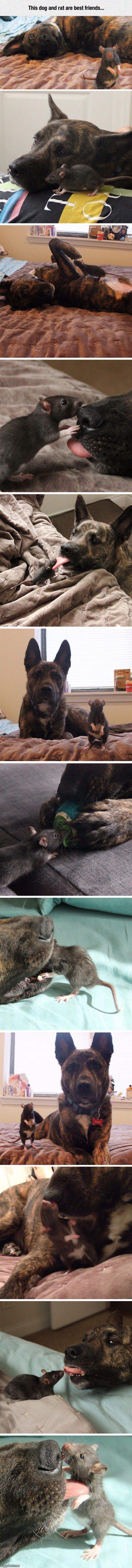 Dog And Rat Are Best Friends