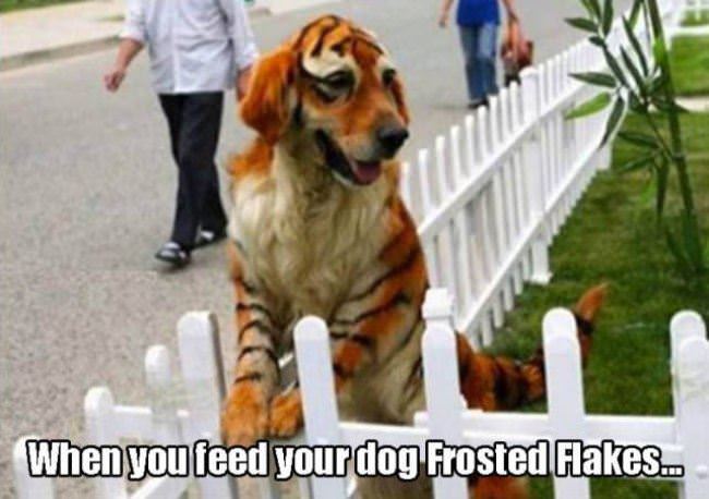 Feed Your Dog Frosted Flakes