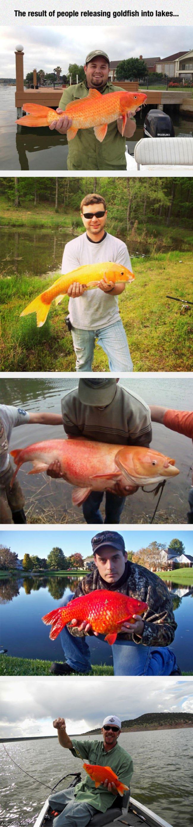 Giant Lake Goldfish