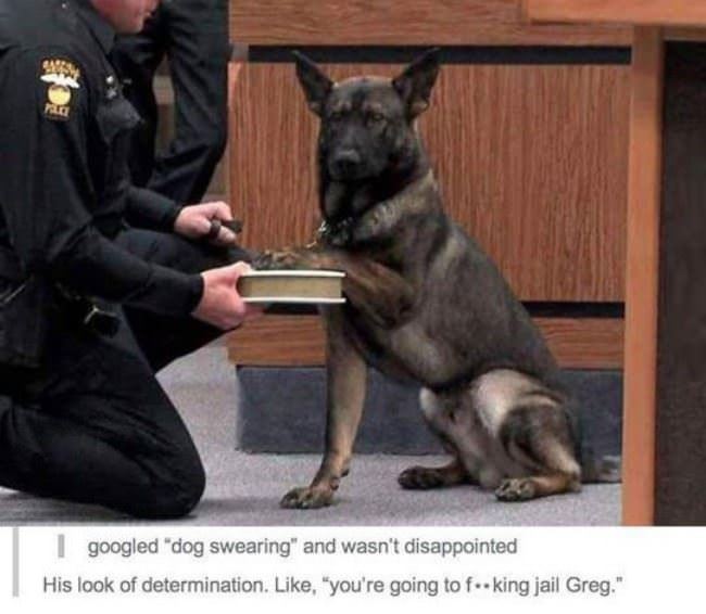 Dog Swearing