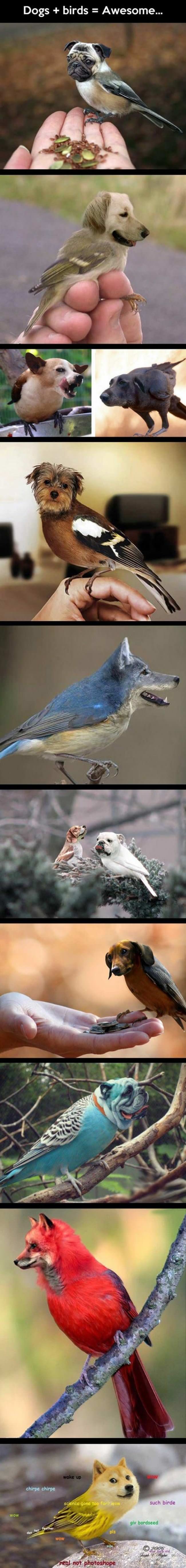 Dogs Plus Birds