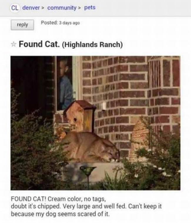 Found A Cat