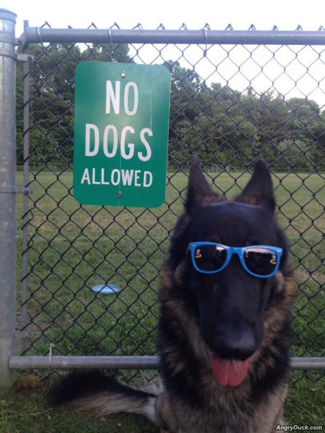 No Dogs Allowed Here