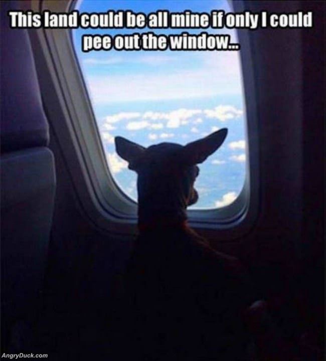 Pee Out The Window