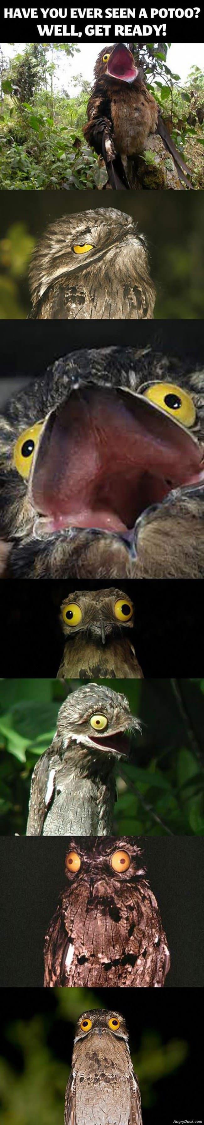 Potoo