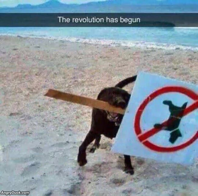 The Revolution Has Begun