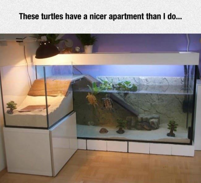 These Turtles Apartment