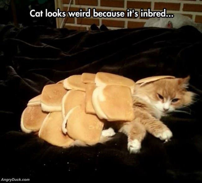 In Bread Cat