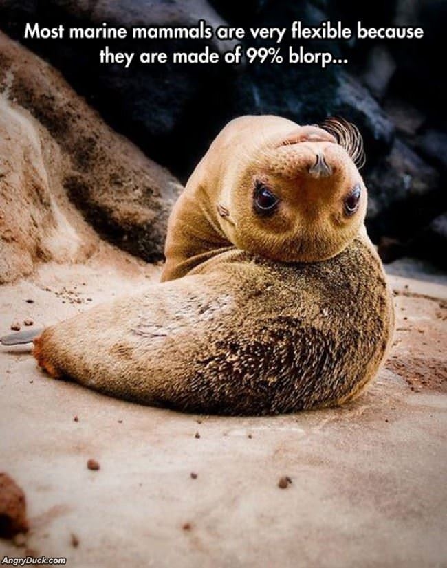 Marine Animals Are Flexible