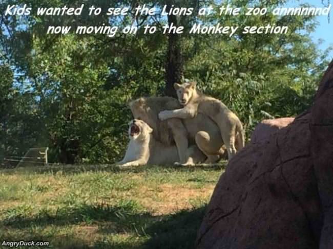 Went To See The Lions