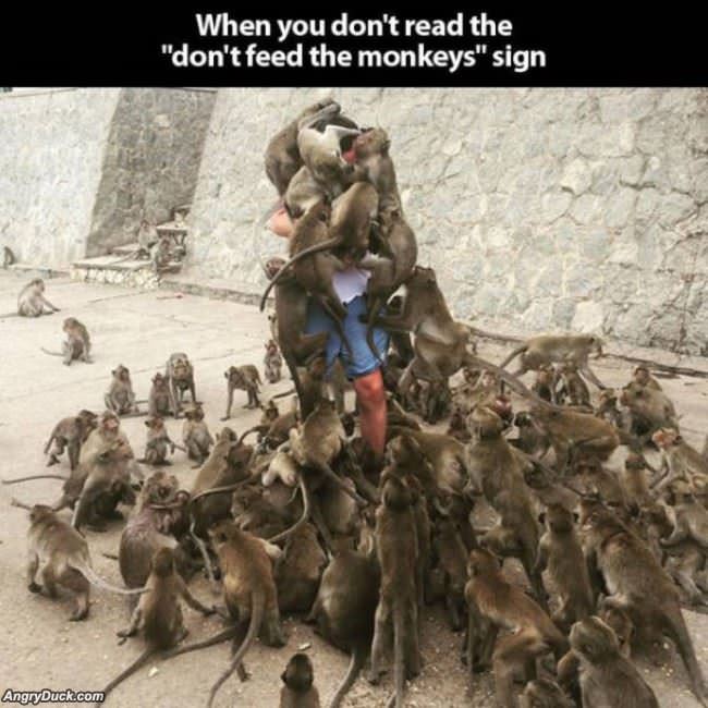 Why You Dont Feed The Monkeys