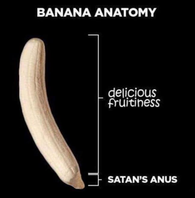 Anatomy Of A Banana