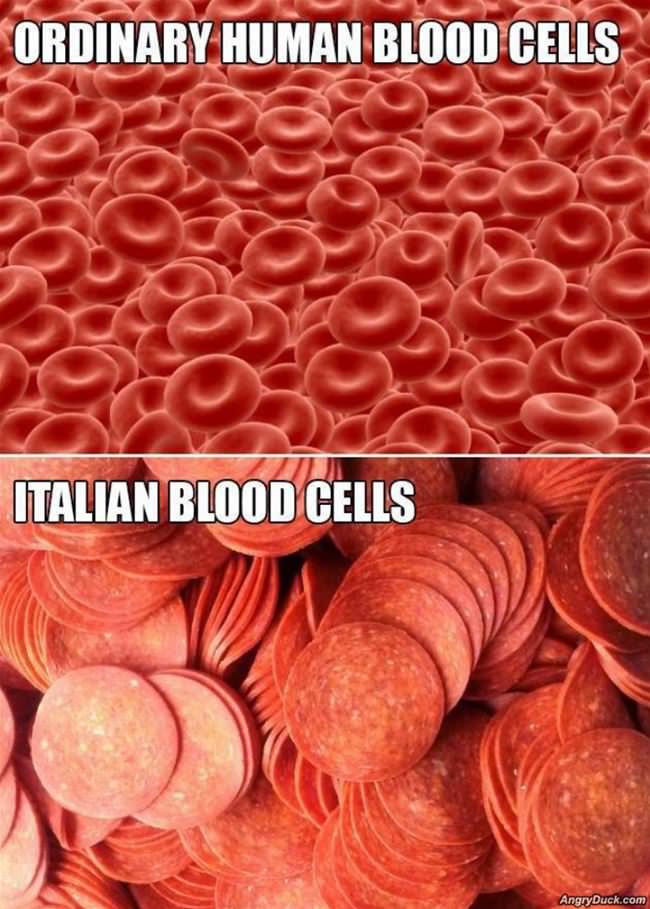 Different Human Blood Cells