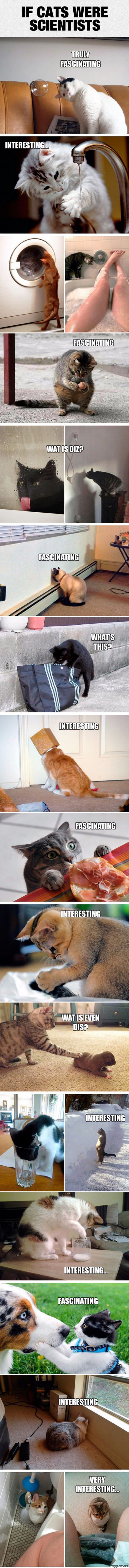 If Cats Were Scientists