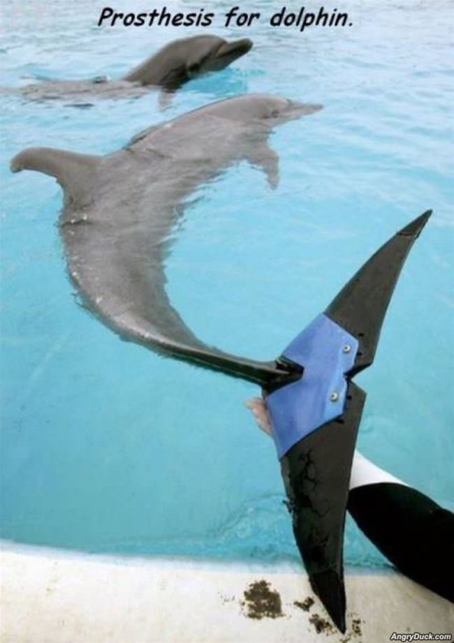 Prosthesis For A Dolphin