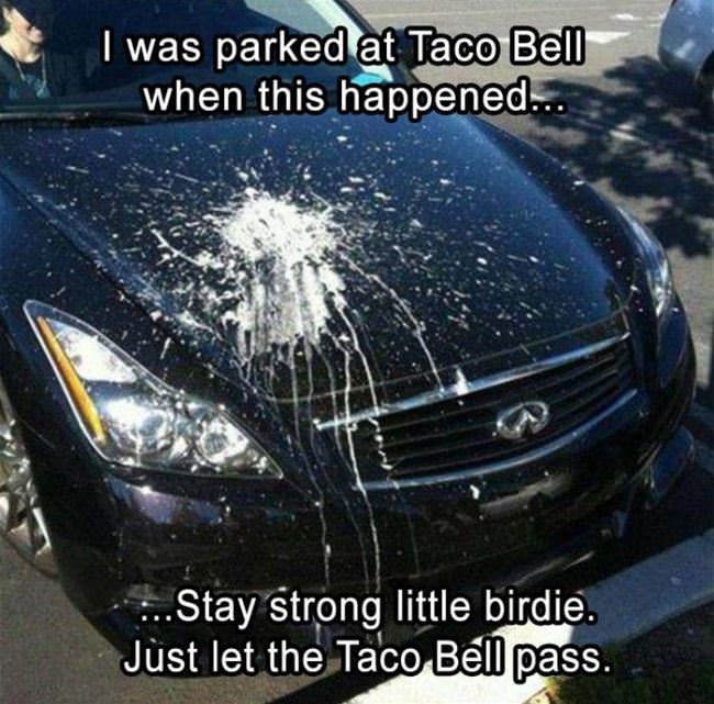 Taco Bell Bird