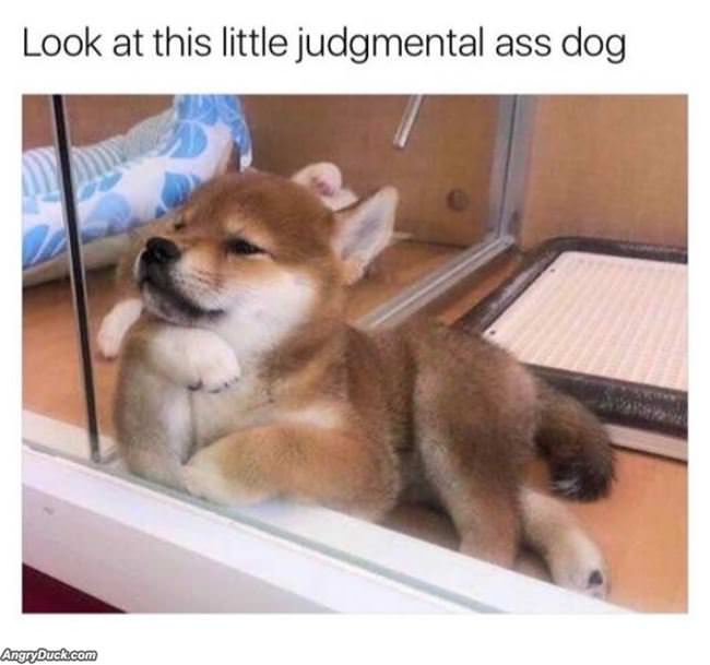 This Judgmental Dog