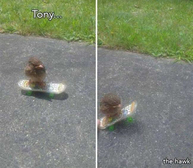 Tony The Hawk