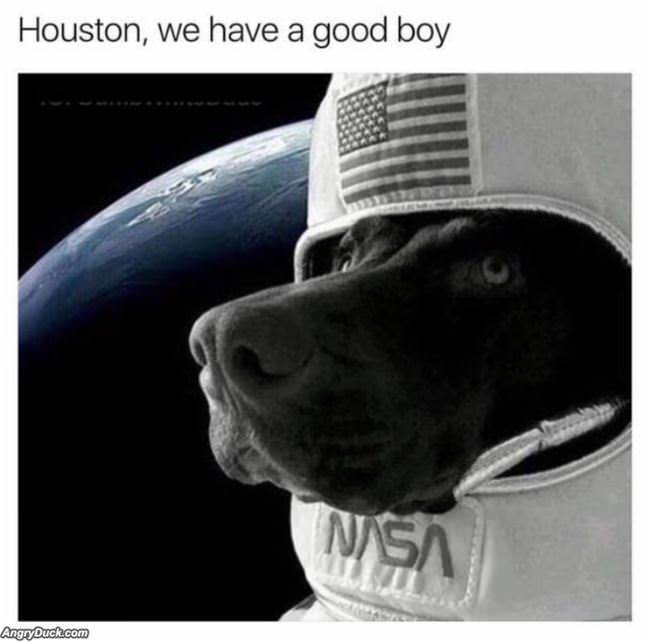 Houston We Have A Good Boy