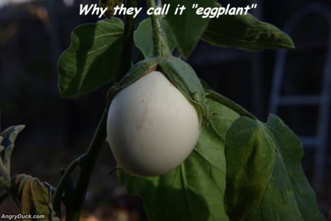 Why Do They Call It An Eggplant