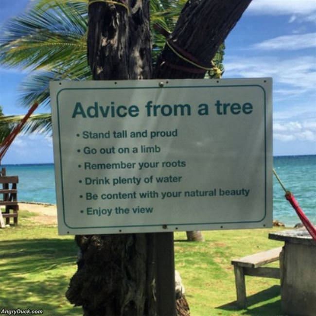 Advice From A Tree