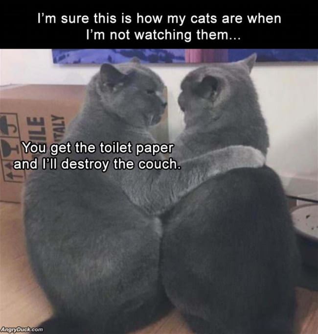 How My Cats Are