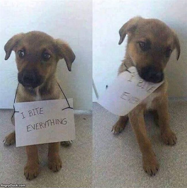 I Bite Everything