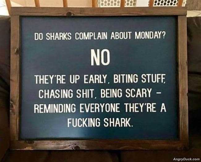 Do Sharks Complain About Monday