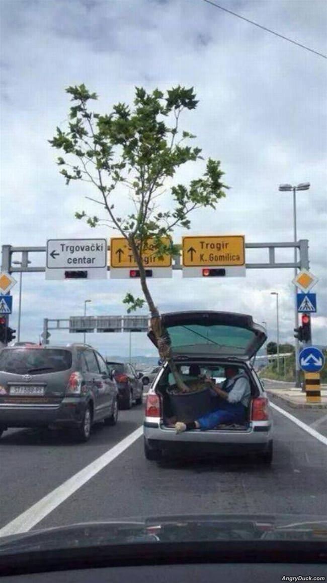 Getting A Large Tree Home