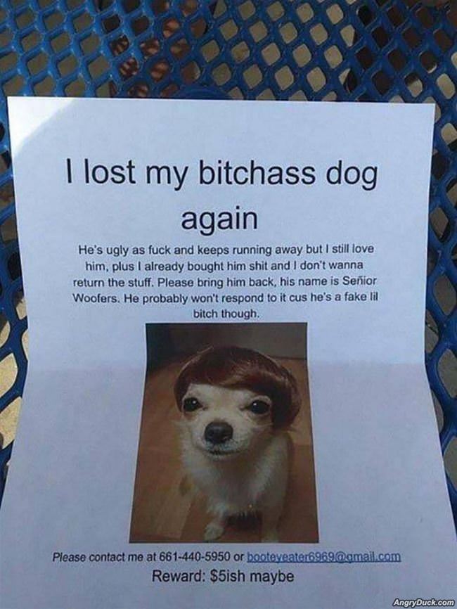 Lost My Dog Again