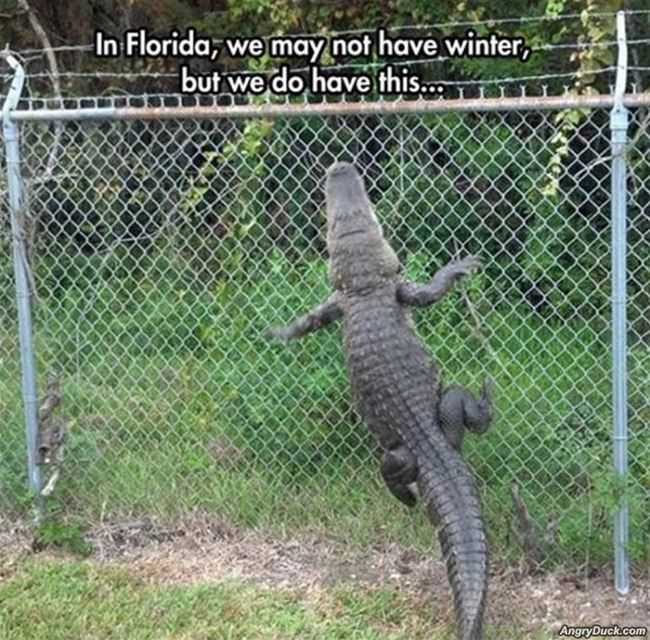 No Winters In Florida