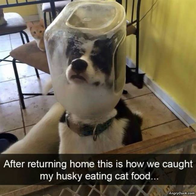 Caught My Husky Eating Cat Food