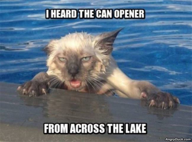 Heard The Can Opener