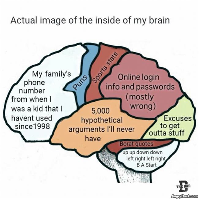 My Brain